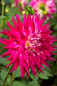 Dahlia Exotica