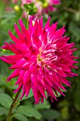 Dahlia Exotica