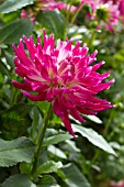 Dahlia Exotica