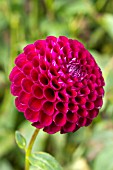 Dahlia Othello