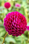 Dahlia Othello