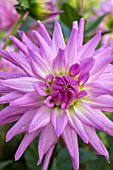 Dahlia Violetta