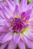 Dahlia Violetta