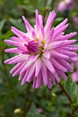 Dahlia Violetta