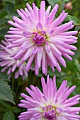 Dahlia Violetta