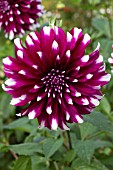 Dahlia Contraste