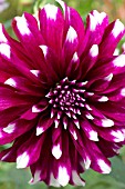 Dahlia Contraste