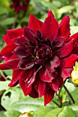 Dahlia Charles de Gaulle