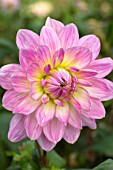 Dahlia London