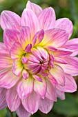 Dahlia London