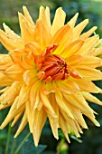 Dahlia Eclatant