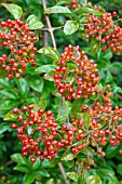 Viburnum Cotentin