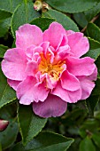 Camellia Showa-no-Sakae