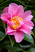 Camellia Showa-no-Sakae