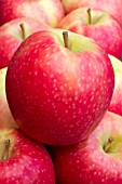 Malus domestica Pink Lady (Apple Cripps Pink)