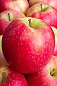 Malus domestica Pink Lady (Apple Cripps Pink)