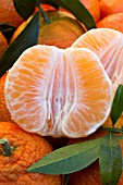 Citrus Oronules (Clementine)
