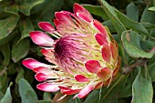 Protea Sylvia in bloom in a garden (Protea eximia x P. susannae)