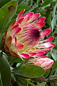 Protea Sylvia in bloom in a garden (Protea eximia x P. susannae)