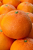 Citrus Ortanique (ClemenGold / Tangors Mandarine )