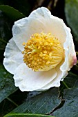 Camellia irrawadiensis