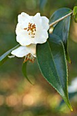 Camellia cuspidata