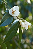 Camellia cuspidata