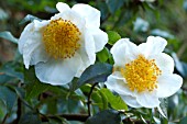 Camellia yunnanensis