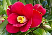 Camellia Broceliande