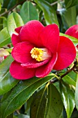 Camellia Broceliande