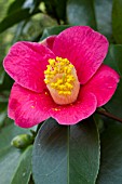 Camellia japonica subsp. rusticana