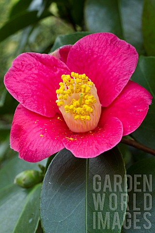 Camellia_japonica_subsp_rusticana