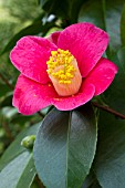 Camellia japonica subsp. rusticana