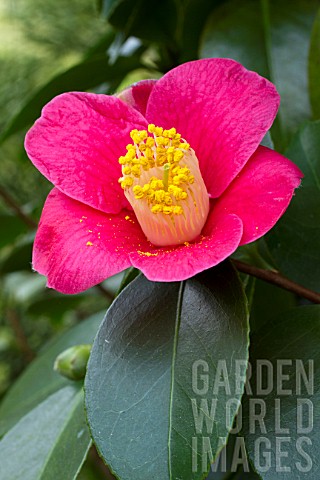 Camellia_japonica_subsp_rusticana