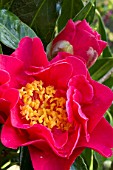 Camellia Francie L