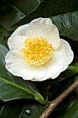 Camellia irrawadiensis