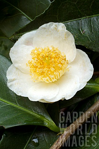Camellia_irrawadiensis
