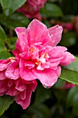 Camellia Fragrant Pink