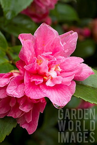 Camellia_Fragrant_Pink