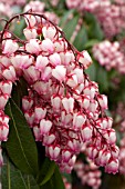 Pieris japonica Katsura