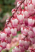 Pieris japonica Katsura