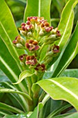 Euphorbia mellifera