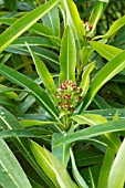 Euphorbia mellifera