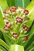 Euphorbia mellifera