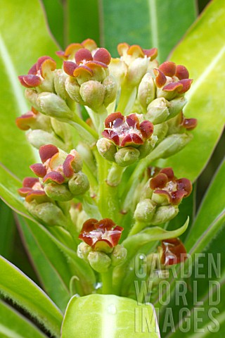 Euphorbia_mellifera