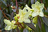 Rhododendron lutescens