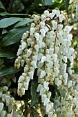 Pieris japonica