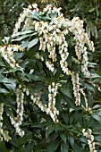 Pieris japonica