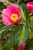 Camellia Golden Spangles