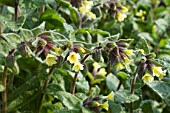 Nonea lutea